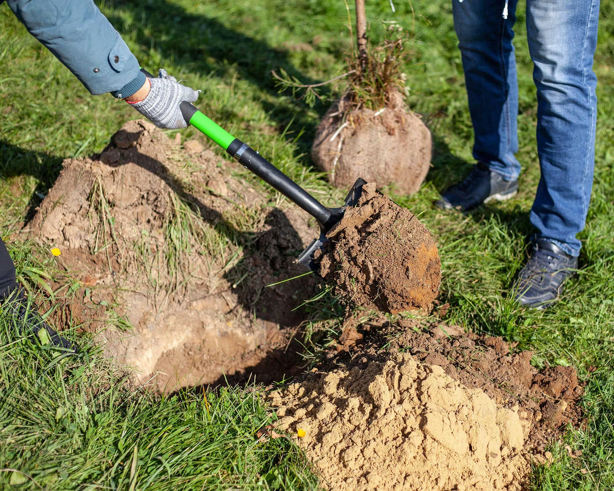 A gloved worker digging a planting hole beside a burlap-wrapped tree root ball